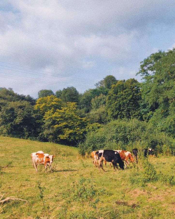 the hills on which the cows stick